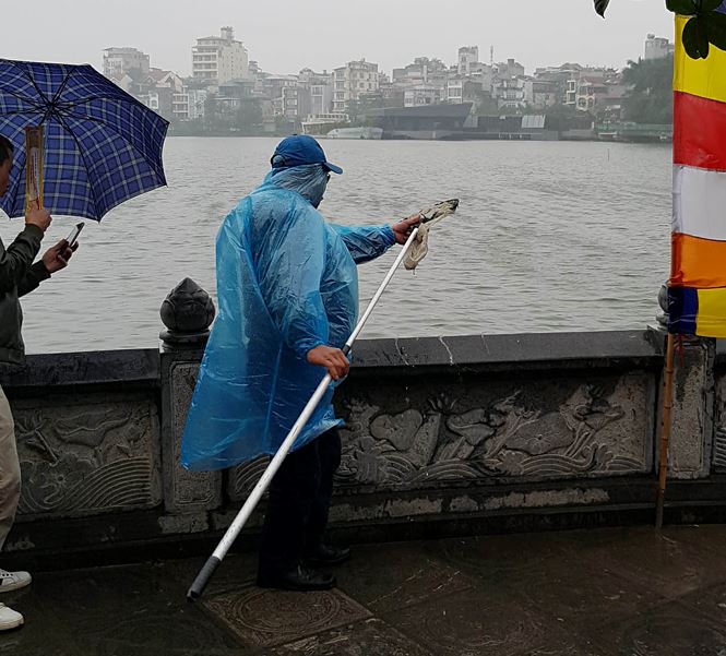 Rùa, cá vừa phóng sinh bị vợt ngay trước mắt tại chùa Trấn Quốc
